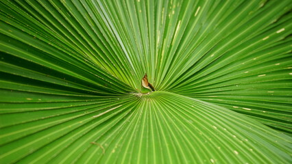 Close-up of palm tree leaves © Nguyen Thi Nhu Quynh