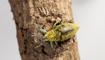 Gold dust beetle green colored insect