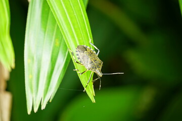 Close-up of Pentatomidae on a leaf