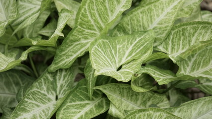 Close-up of Syngonium angustatum plant