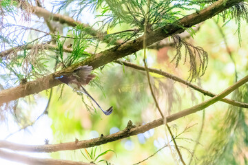 新緑の林の奥で飛ぶ羽虫をフライキャッチする、長い尻尾の美しいサンコウチョウ（カササギヒタキ科）。

日本国東京都八王子市、八王子城跡にて。
2024年5月撮影。
A beautiful Japanese Paradise Flycatcher (Terpsiphone atrocaudata) with a long tail fly-catching winged insects flying 