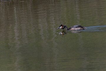 Great Crested Grebe Swimming in Calm Water