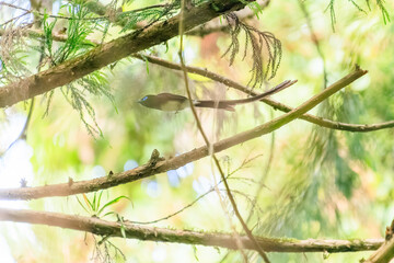 新緑の林の奥で飛ぶ羽虫をフライキャッチする、長い尻尾の美しいサンコウチョウ（カササギヒタキ科）。

日本国東京都八王子市、八王子城跡にて。
2024年5月撮影。
A beautiful Japanese Paradise Flycatcher (Terpsiphone atrocaudata) with a long tail fly-catching winged insects flying 