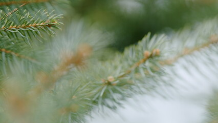 Background From Branches Of Blue Spruce. Bushy Selection Of Colorado Spruce. Rack focus.