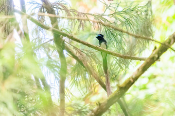 新緑の林の奥で美しくさえずる、長い尻尾の美しいサンコウチョウ（カササギヒタキ科）。

日本国東京都八王子市、八王子城跡にて。
2024年5月撮影。

A beautiful Japanese Paradise Flycatcher (Terpsiphone atrocaudata) with a long tail chirps beautifully in the depths of a fre