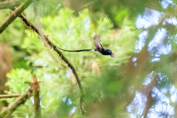新緑の林の奥で飛ぶ羽虫をフライキャッチする、長い尻尾の美しいサンコウチョウ（カササギヒタキ科）。

日本国東京都八王子市、八王子城跡にて。
2024年5月撮影。
A beautiful Japanese Paradise Flycatcher (Terpsiphone atrocaudata) with a long tail fly-catching winged insects flying 