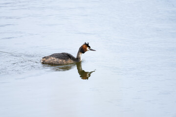 Great Crested Grebe Swimming in Calm Water