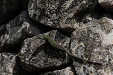 Madeiran Wall Lizard on Rocky Terrain