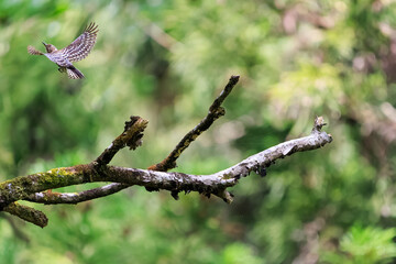 飛び立つ可愛いコゲラ（キツツキ科）。

日本国東京都八王子市、八王子城跡にて。
2024年5月撮影。

Lovely Japanese pygmy woodpecker (Dendrocopos kizuki)  in flight.

