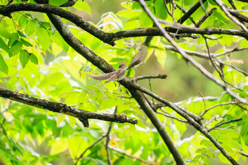 新緑の中、羽虫を捕らえるために飛び立つ（フライキャッチ）可愛いキビタキ（ヒタキ科）。

日本国東京都八王子市、八王子城跡にて。
2024年5月撮影。

A lovely little Narcissus Flycatcher, (Ficedula narcissina) takes off (fly-catches) to catch a winged insect in the fresh gr