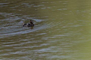 Little Grebe Swimming in Calm Waters