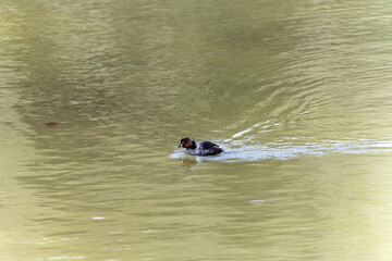 Little Grebe Swimming in Calm Waters