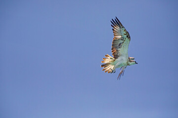 Fischadler - Greifvogel - Flug - Pandion haliaetus