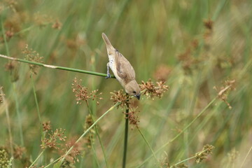 The scaly-breasted munia or spotted munia