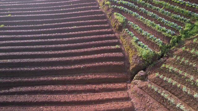 Panyaweuyan plantation terraces.  Rich volcanic manicured soil dramatic striped agriculture farm crops hugging the volcanic hillsides of Indonesia landscape.  Aerial reveal.