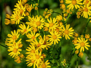 Southern Urals, blooming Jacobaea vulgaris (Jacobaea vulgaris) on the lawn in summer.
