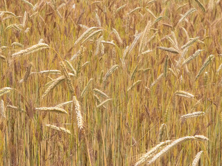 Close up of rye plants as nature background