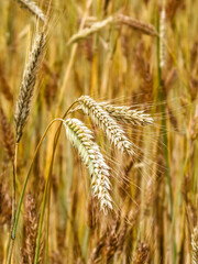 Close up of rye plants as nature background
