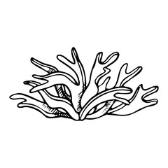 Seaweed black and white line vector illustration. Monochrome underwater sea bottom plant drawing for marine design, natural cosmetics and nautical print