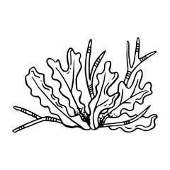 Black and white seaweed line vector illustration. Monochrome underwater sea bottom plant drawing for coloring, marine designs, natural cosmetics and nautical prints