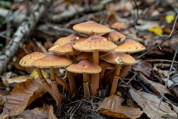 A cluster of wild mushrooms sprouting from the forest floor