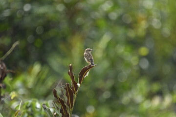 The Siberian stonechat or Asian stonechat