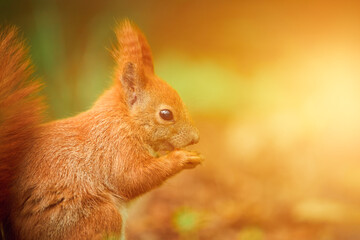 Mealtime for a red squirrel in the park