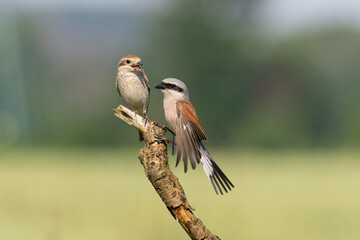 Beautiful nature scene with bird Red-backed Shrike (Lanius collurio). Wildlife shot of bird Red-backed Shrike (Lanius collurio) on the branch. Red-backed Shrike (Lanius collurio)in the nature habitat.