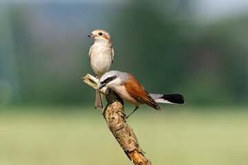 Beautiful nature scene with bird Red-backed Shrike (Lanius collurio). Wildlife shot of bird Red-backed Shrike (Lanius collurio) on the branch. Red-backed Shrike (Lanius collurio)in the nature habitat.