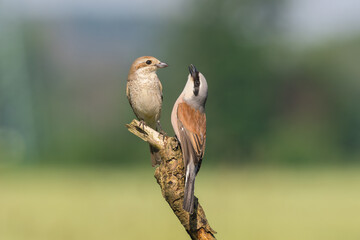 Beautiful nature scene with bird Red-backed Shrike (Lanius collurio). Wildlife shot of bird Red-backed Shrike (Lanius collurio) on the branch. Red-backed Shrike (Lanius collurio)in the nature habitat.