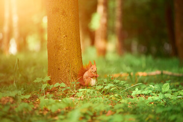 Red squirrel holds a snack with tiny paws