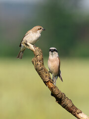 Beautiful nature scene with bird Red-backed Shrike (Lanius collurio). Wildlife shot of bird Red-backed Shrike (Lanius collurio) on the branch. Red-backed Shrike (Lanius collurio)in the nature habitat.