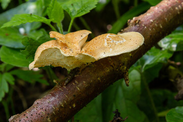 close up view of Turkey tail mushroom among the Polyporus alveolaris mushrooms found in the Bogor botanical gardens