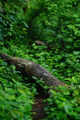 tree, nature, forest, moss, green, plant, wood, branch, water, leaf, jungle, wild, trunk, spring, natural, fern, landscape, leaves, old, rainforest, root, roots, grass