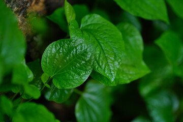 tree, nature, forest, moss, green, plant, wood, branch, water, leaf, jungle, wild, trunk, spring, natural, fern, landscape, leaves, old, rainforest, root, roots, grass