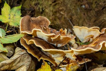 Natural closeup on the Giant Polypore fungus, Meripilus giganteus in the forest