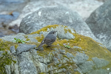 Plumbeous water redstart, Phoenicurus fuliginosus,bird eating, bird perched, bird on a rock,Taiwan mountains