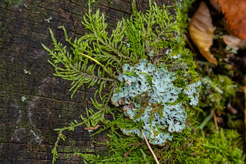 A close up of lichen Hypogymnia physodes on a old tree branch