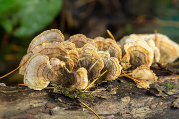 Trametes versicolor, also known as Polyporus versicolor, is a common polypore mushroom found throughout the world and also a well-known traditional medicinal mushroom growing on tree trunks
