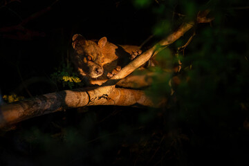 fossa walks through the jungle in madagascar.