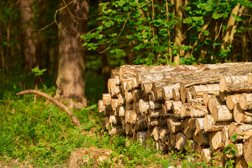 Wood Stack in the Heart of Forest