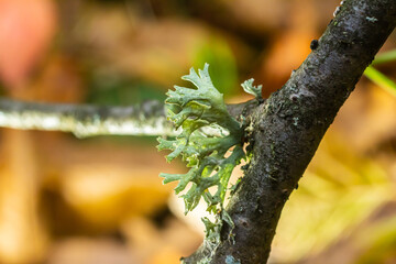 A close up of lichen Hypogymnia physodes on a old tree branch