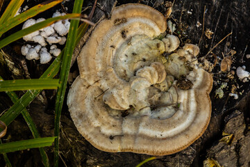 Fomes fomentarius mushroom on the trunk of an old poplar on a summer day