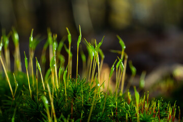 Precious drops of water from the morning dew covering an isolated plant of Ceratodon purpureus that is growing on the rock, purple moss, Burned ground moss on the stone, warm colours closeup