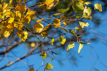 Nice colorful autumn leaves. Autumn, nice sunny day in the afternoon. Top of the tree canopy. Tall birch tree
