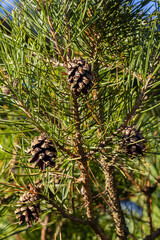 Obraz premium Close-up on a pretty pine cone hanging from its branch and surrounded by its green thorns. Pine cone, pine thorns, pine branch and blue sky