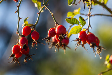 Red rosehip berries on the branches. Romantic autumn still life with rosehip berries. Wrinkled berries of rosehip on a bush on late Fall. Hawthorn berries are tiny fruits that grow on trees