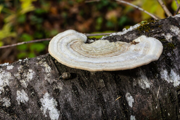 Fomes fomentarius mushroom on the trunk of an old poplar on a summer day