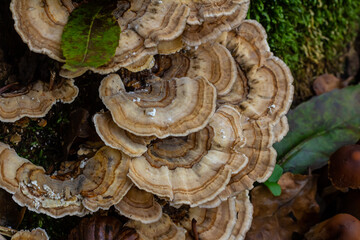 Trametes versicolor, also known as Polyporus versicolor, is a common polypore mushroom found throughout the world and also a well-known traditional medicinal mushroom growing on tree trunks