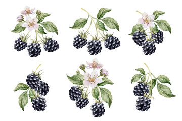 Blackberry branches with flowers, set of watercolor isolated illustrations. Compositions for food packages, logo, labels